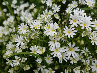 Sternmiere, Grosse, Stellaria holostea