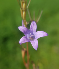 Wiesenglockenblume, Campanula patula