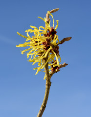 Zaubernuss, Hamamelis, japonica