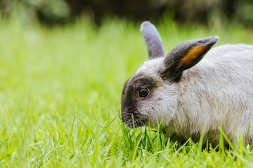 A Lop Rabbit Outside in Long Grass