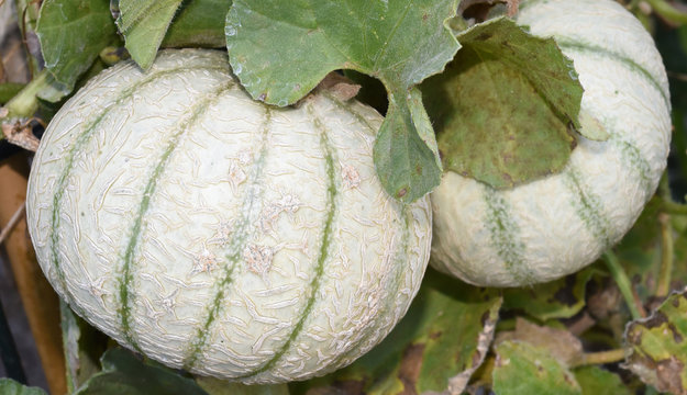 Zuckermelone, Cucumis, melo