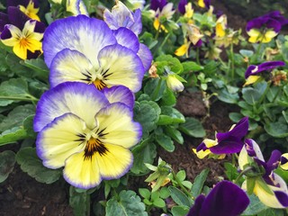 Close up of Viola flower and green leaf on the soil at the garden with copy space. Pansy Flower.