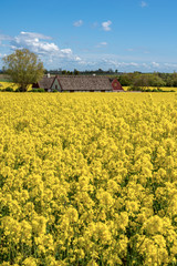 Farm house in the middle of farmland and fields, selective focuse