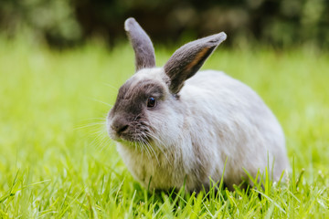 A Lop Rabbit Outside in Long Grass