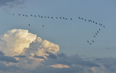 Zugvögel mit Wolken und Himmel