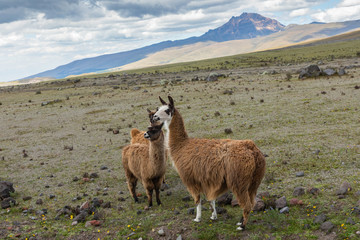 Llamas (Alpaca) in Andes Mountains, Ecuador, South America. © Curioso.Photography