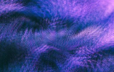 Fototapeta premium Abstract blurred image of juniper bushes