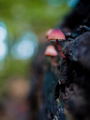 Mushrooms in  a forest