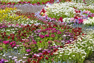 colorful flowers in the garden