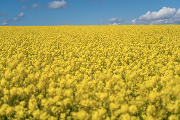 Obraz premium Landscape with rapeseed field and blue sky selective focus