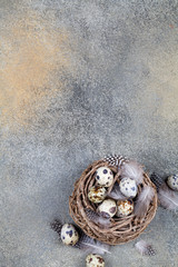 nest and quail eggs with feathers on dark background