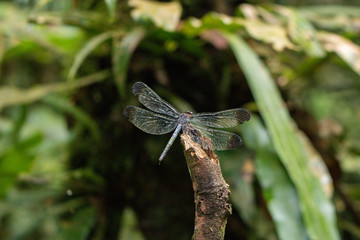 A dragonfly on a plant