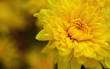 Closeup bouquet of bright yellow chrysanthemum flowers.