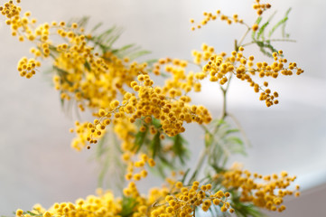 Disfocused mimosa flowers with bokeh light. 8th March Concept