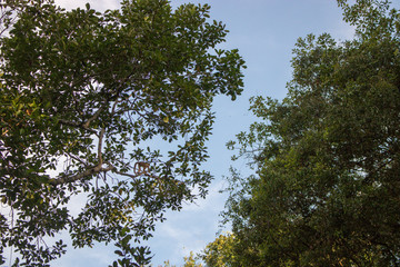 Plants and trees in Cuyabeno Wildlife Reserve, Ecuador