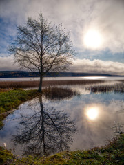 Fototapeta premium tree by a lake with suns reflection