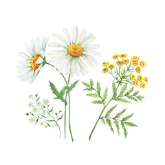 Set of watercolor illustrations of daisy flowers. meadow flowers white and yellow