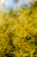 Wattle mimosa flowers in a full bloom in spring garden. 8th March Women's Day Concept