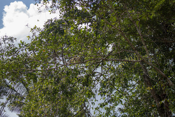 Plants and trees in Cuyabeno Wildlife Reserve, Ecuador