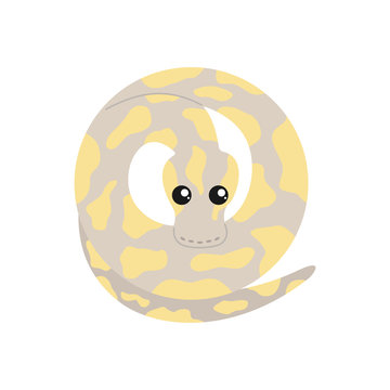 Vector illustration of a banana ball python.