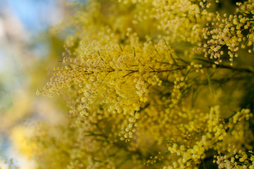 Wattle mimosa flowers in a full bloom in spring garden. 8th March Women's Day Concept