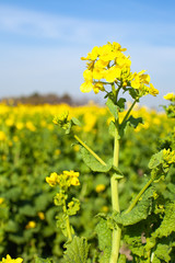 菜の花畑と青空