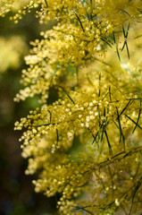 Wattle mimosa flowers in a full bloom in spring garden. 8th March Women's Day Concept