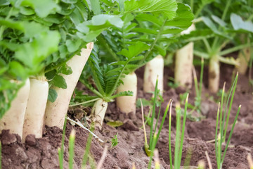 White organic radishes at the farm ,natural and white radish plant in farm