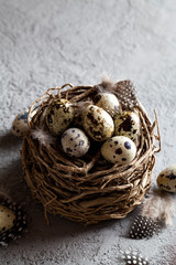 nest and quail eggs with feathers on dark background