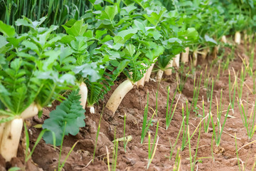 white radish growing in the garden bed. Gardening banner background with white Radish,Radish plant in sandy soil, close up. Gardening background with Radish plants,