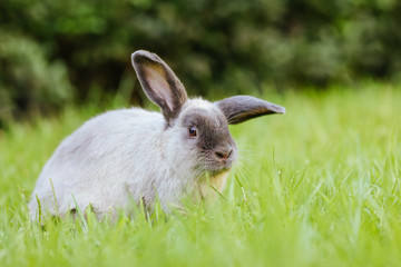 A Lop Rabbit Outside in Long Grass