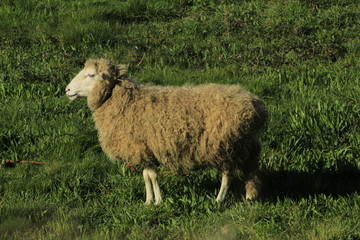 Sheep full of wool sunbathing