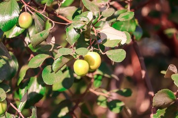 jujube fruits on a tree on a background of green leaves,green jujube fruit on the jujube tree in the garden,