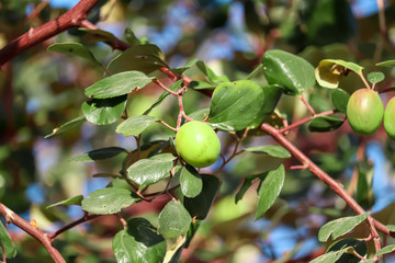 ,Indian bor fruit,green jujube fruit on the jujube tree in the garden,