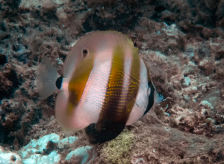 Fototapeta na wymiar An Orange-banded Coralfish (Coradion chrysozonus)