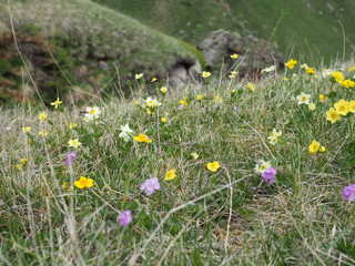 Wild first spring time flowers.Mountain wild flowers. beautiful landscape with white and yellow colors, selective focus