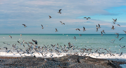 Flying seagulls and pigeons at the coast