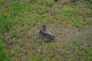 Junge Katze im Gras bei Porto Moniz (Madeira)