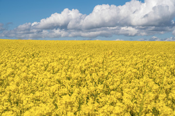 Fototapeta premium Landscape with rapeseed field and blue sky selective focus