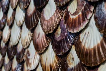 Texture formed of colourfull seashells with a white part in the middle