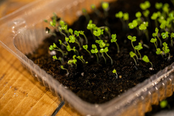 Microgreen in a container close-up. Selective focus. Young spring crop of arugula. Useful greens for proper nutrition, grown by hand. Veganism and organic products.