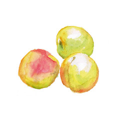 Illustration of 3 Japanese apricots drawn by watercolors