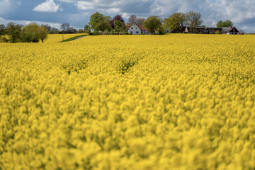 Farm house in the middle of farmland and fields, selective focuse