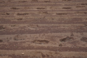 Abgeerntetes Feld auf Madeira (Porto Moniz)