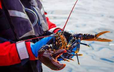 Lobster, little bernera lagoon_lewis