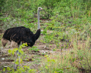 Ostrich in Etosha NP, Namibia © Margit