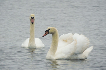 Obraz premium Coppia di Cigno reale (Cygnus olor) sul lago