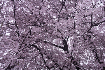 満開桜