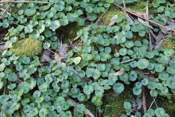 ivy on the wall
