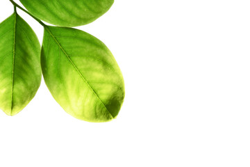 green leaf isolated on white background